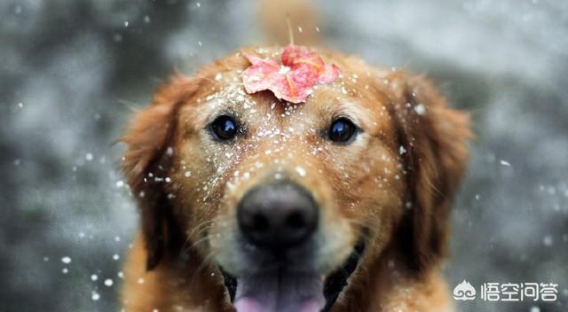 狗狗冬天有必要给喝温水吗，冬季饲养泰迪犬需要注意什么？