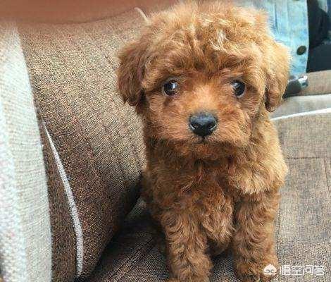巴哥犬和泰迪哪个聪明:六个月大的泰迪犬的智商和成年泰迪犬的智商是一样吗？