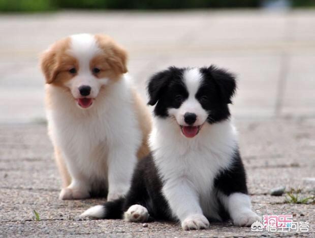 哪里能买到赛维洛犬菌清:好想拥有一只这样的田园犬，去哪里能找得到呢？