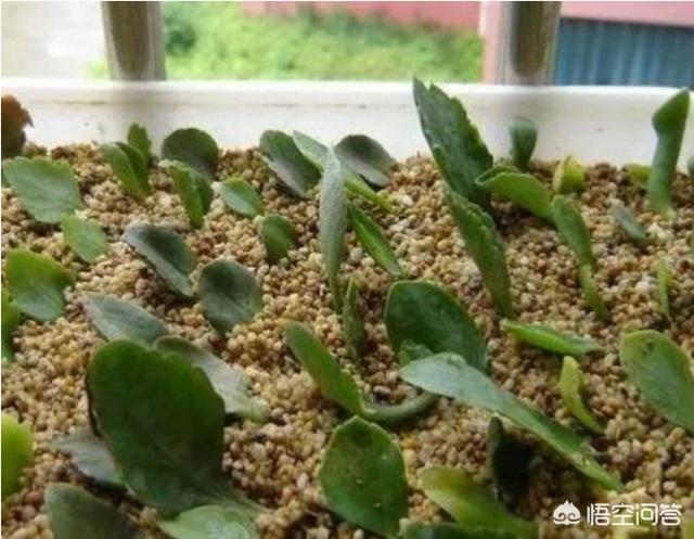 长寿花的繁殖方法图解:长寿花在花期时怎样移盆？