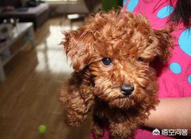 有杀泰迪吧吗:长期打泰迪犬，它会有什么后遗症？