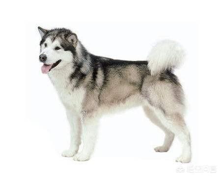 阿拉斯加雪撬犬标准:如何挑选一只纯正的阿拉斯加雪橇犬？