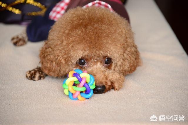 巨型泰迪护主吗:养泰迪犬，它们最害怕遇到什么样的主人呢？