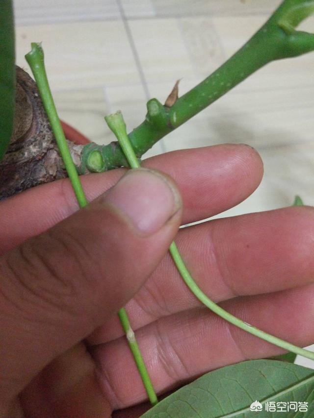 发财树该怎么养？