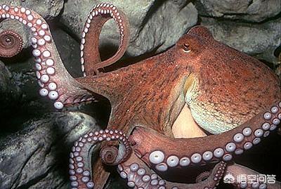 头条问答 章鱼的智商到底有多高 为什么有人说以它们的智商可以统治世界 87个回答