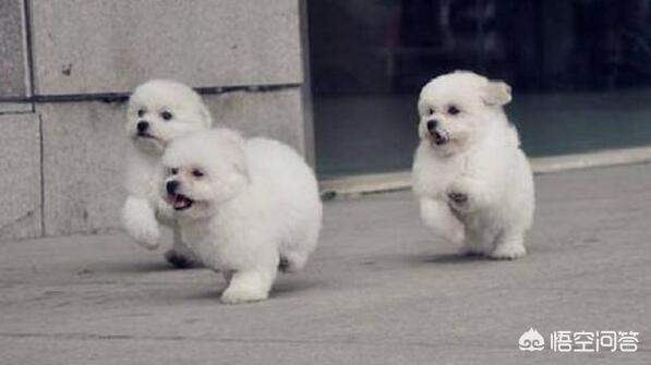成年比熊犬好养吗:等比熊犬老了，怎样养才能活就一点？