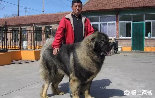 小偷最怕哪些狗狗？