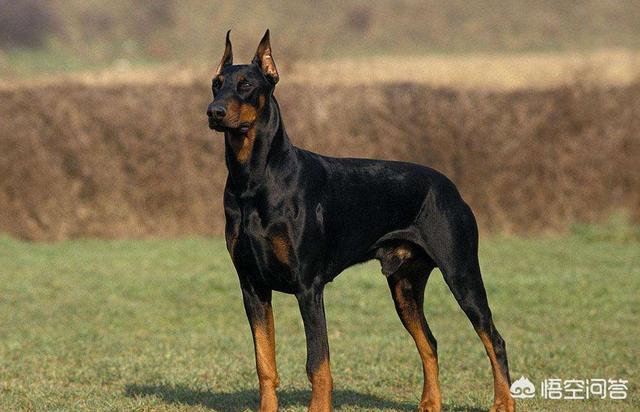 昆明狼犬凶猛吗:法国狼犬凶猛吗 德牧和昆明犬真的不是藏獒的对手吗？