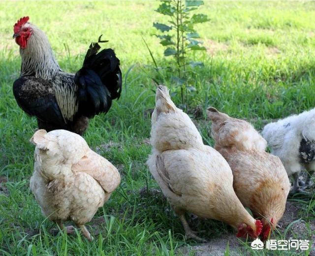 北美红雀的鸟喙像什么工具:恐龙和鸟类各有什么特点？