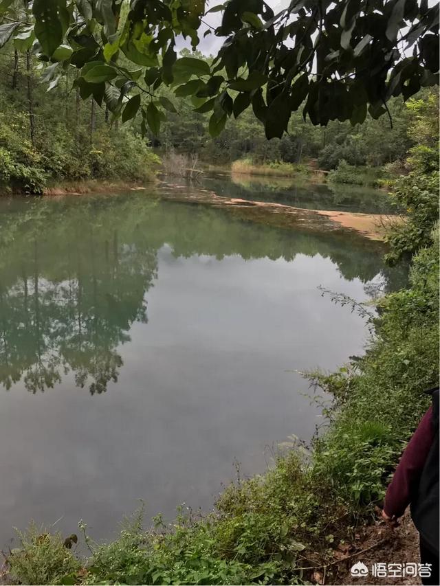 原生态藏獒养殖园:在农村搞原生态种殖、养殖会有市场前景吗？该怎么做？