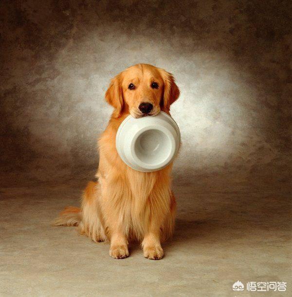 卡通警犬图片:《一拳超人》动漫中，S级英雄警犬侠有多强？