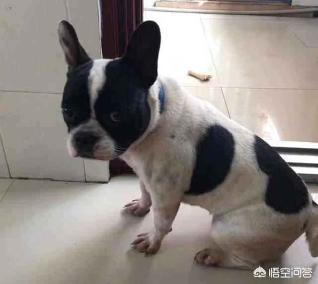 黑狼犬适合家养吗:为什么很少有人养黑色的狗狗？