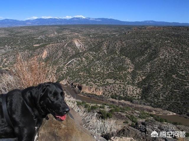 武汉罗威纳犬舍:有哪些带宠物远行的经历可以分享一下？