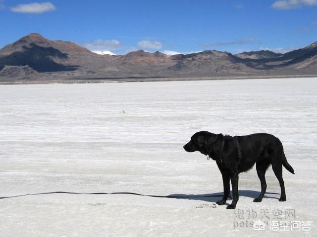 武汉罗威纳犬舍:有哪些带宠物远行的经历可以分享一下？