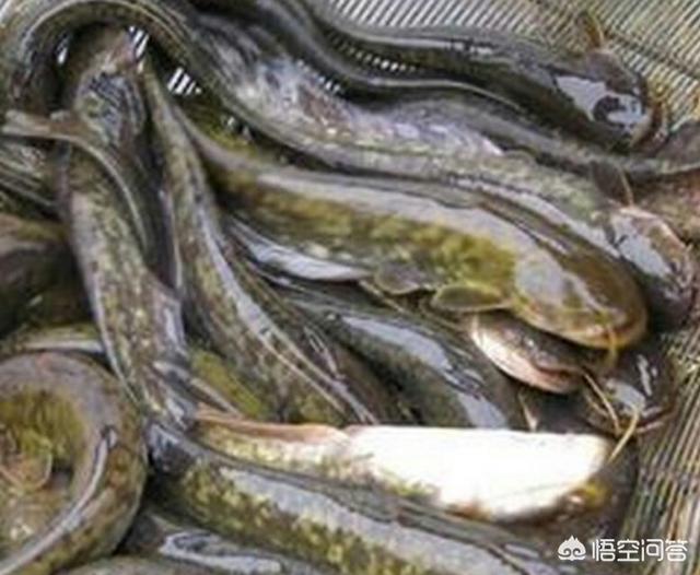 鲶鱼养殖:脏水养殖、吃粪便，鲶鱼是“垃圾鱼”的说法是真的吗？