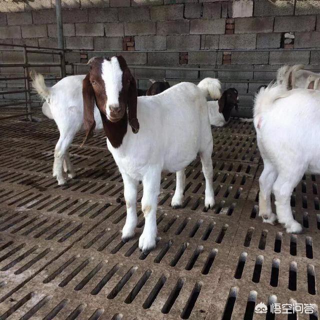 造福鸟有小型颗粒机:绣眼鸟的饲养技巧有哪些？ 鸟用小型饲料颗粒机