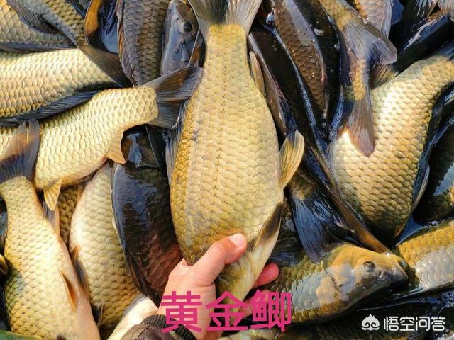 斑马贝公鱼和母鱼打架吗:农村老人说买鲤鱼要买公鲤鱼，鲤鱼如何区分公母？