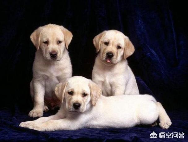 拉布拉多犬图片价格:拉布拉多犬图片价钱 想买只拉布拉多养，黑色的大概多少钱？