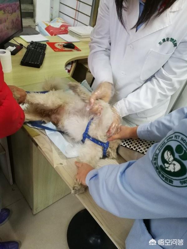 傻乎乎的圣伯纳德犬图片:狗狗的哪些行为，是代表它是来向你“讨债”的？