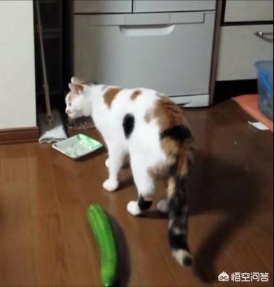 猫怕黄瓜小视频:猫咪真的怕黄瓜之类的东西吗？
