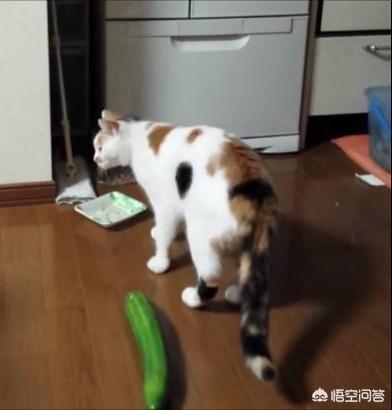 橘猫为什么怕黄瓜:猫咪真的怕黄瓜之类的东西吗？