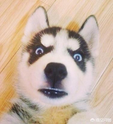 巴吉度犬 聪明吗:喜欢中型犬，养什么比较好啊？