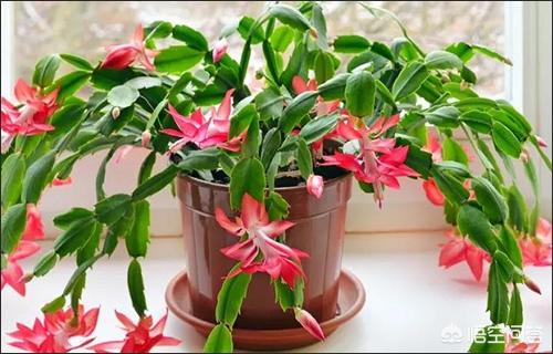 假昙花为什么不开花:假昙花为什么不开花呢 我这株是蟹爪兰还是假昙花？有什么区别？