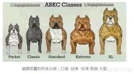 伴侣犬:有人说恶霸犬是很好的伴侣犬，但为什么有些人后悔养它？