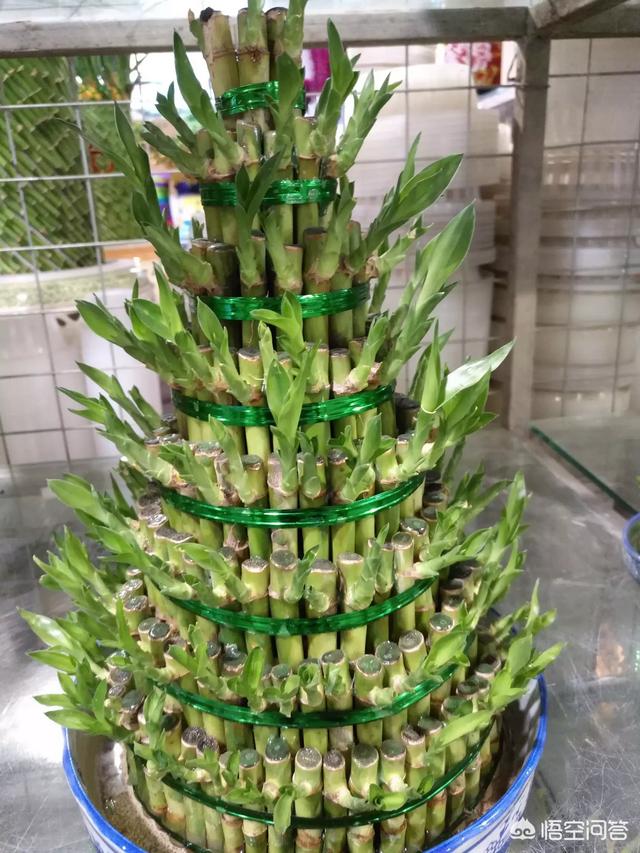 白蝴蝶合果芋是绿萝吗:比绿萝叶子大的花叫什么？