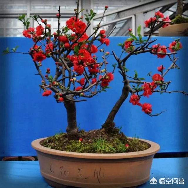 能镇宅的3种花,春节家中摆一盆什么样的花最好？