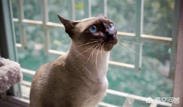 喜马拉雅种猫:哪些品种的猫比较亲近人？