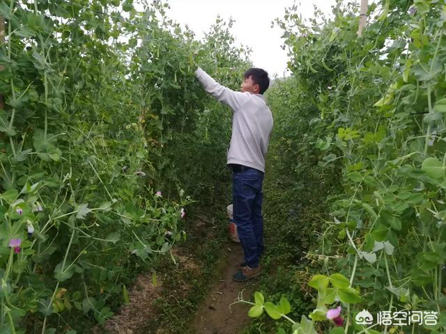 头条问答 19 有什么好的农业创业项目 自由飞翔的回答 0赞