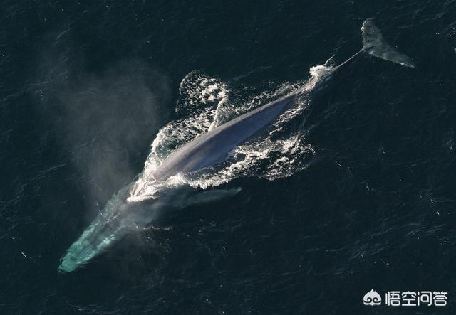 比蓝鲸重10000倍的动物，世界上现存最大的动物是什么