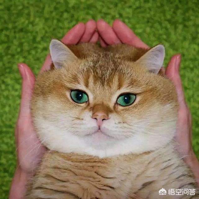 菊缅因猫和菊猫的区别:二哈和胖橘猫，哪一个才是你的最爱？