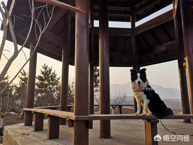 上海狗狗网旅游:上海有哪些不错的青年旅舍值得推荐？ 带狗狗旅游的旅游团