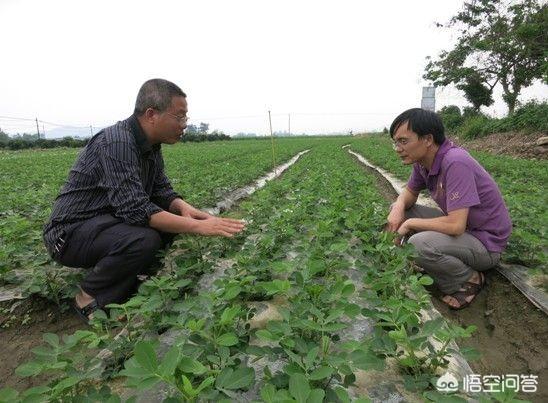 螨虫症状:花生叶螨的危害症状有哪些？种植户该如何提前预防和防治？