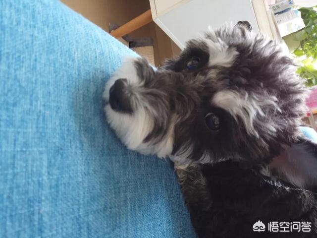 小狗多戈尔在线观看:动物会看电视吗？为什么有的小狗看电视还很认真？