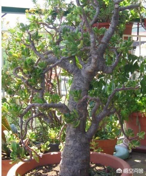 玉树养成盆景的几个技巧，为什么有人养在室内就容易挂掉呢？插图44