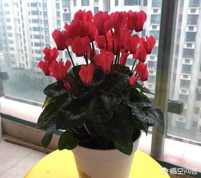 红色仙客来图片大全:仙客来图片大全大图 仙客来的花都躺下了是怎么回事？