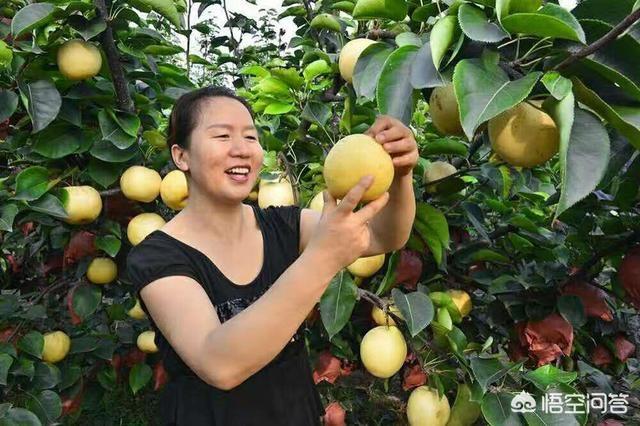 河南南阳地区最适合种植什么果树？