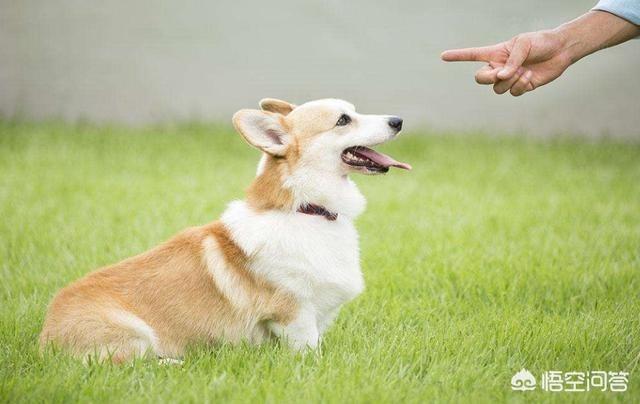 波士顿梗犬尾巴:老人说，尾巴弯下去的狗不能养，是真的吗？