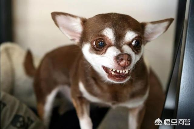 东非猎犬生病怎么办:狗狗发出气响的声音是怎么回事？