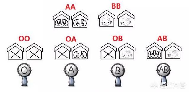 头条问答 男b型血 女a型血 子女会是什么血型呢 有什么科学依据 14个回答