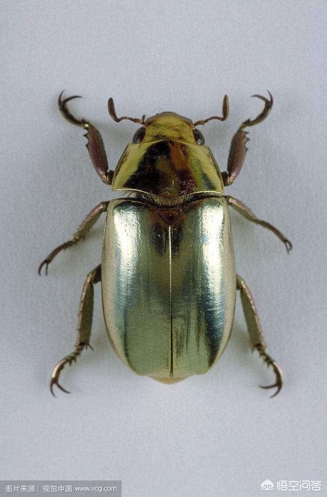图坦卡蒙圣甲虫图片