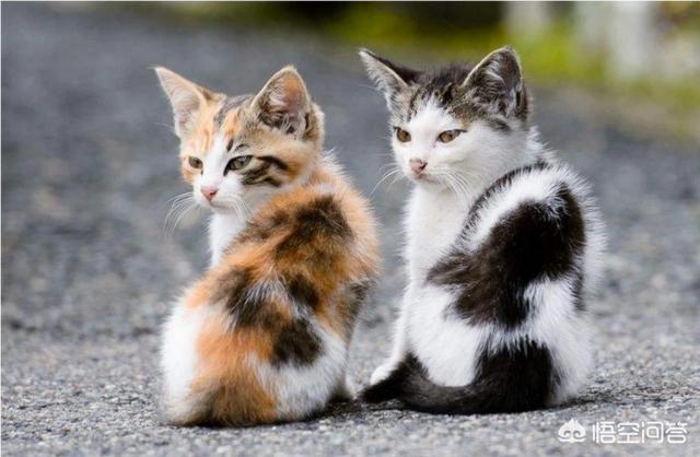 新手养猫注意事项两个月:新手养猫之困惑：两个月异短拉稀很臭还黄黄的？