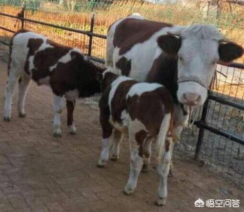牛吃什么饲料长得快，自己是养殖肥牛的农户，给它们喂猪饲料可以长得快一些吗