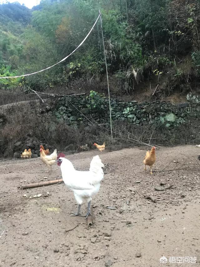 乌鸡为啥在食疗圈广受欢迎，打算养土鸡，啥品种好，养公鸡还是养母鸡合适