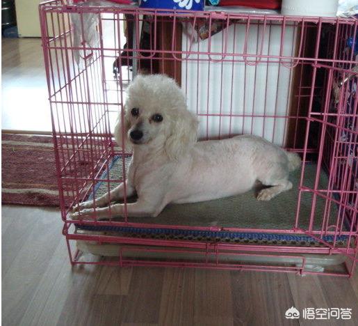 美国猎狐犬喜叫程度:为什么有时候主人出门时狗狗会发狂的叫？