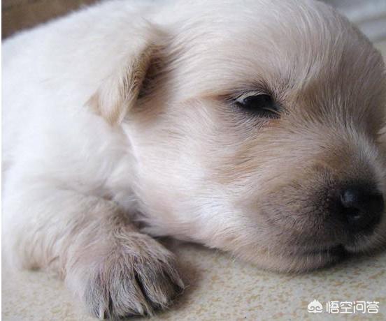 疯狂宠物27:为什么有时候主人出门时狗狗会发狂的叫？