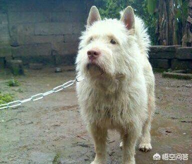 下司犬论坛:下司犬没有人训练，用一只优秀的师傅狗带可以吗？为什么？